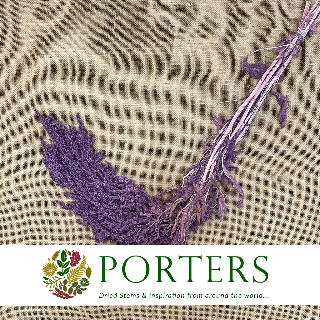 Amaranthus &#39;Trailing&#39; (Coloured) (Various Options)