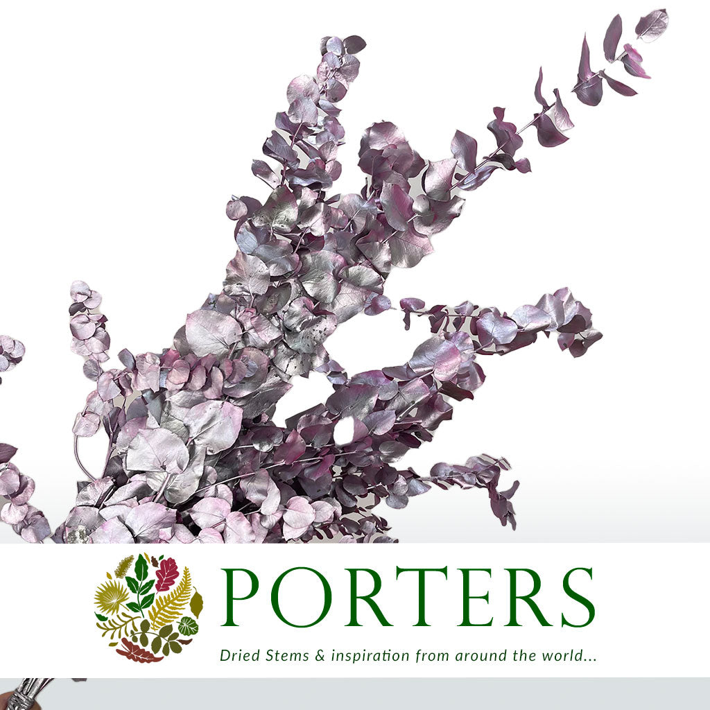 Eucalyptus 'Stuartiana' (Stabilised) (Painted) (DRY) (Various Colours)