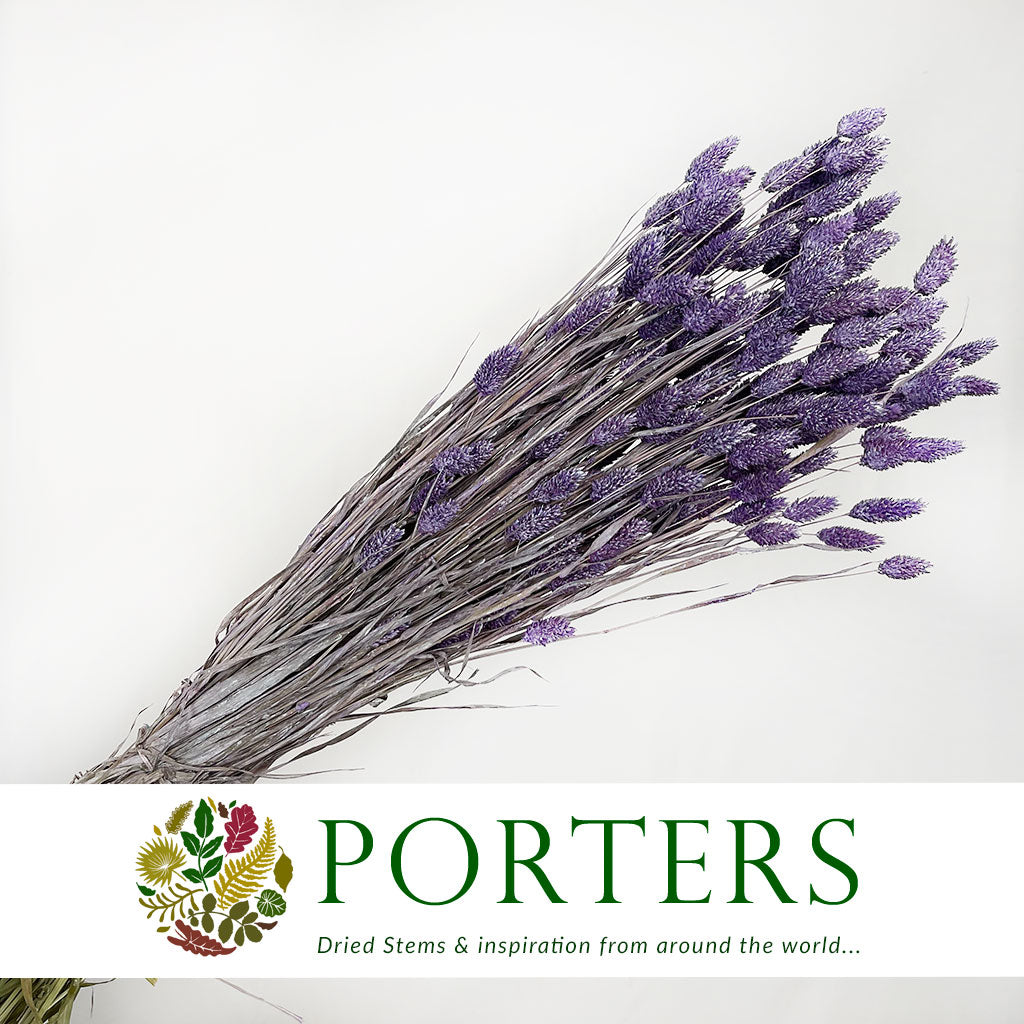 Grass 'Phalaris' (Painted) (DRY) (Various Colours)