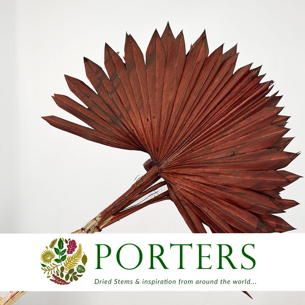 Palm &#39;Fan Palm&#39; (Painted) (DRY) (Various Colours) (x5) 45-55cm