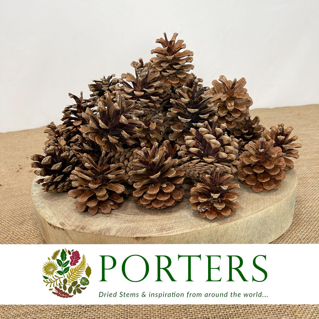 Cones 'Nigra' (Natural) (DRY) (Various Sizes)