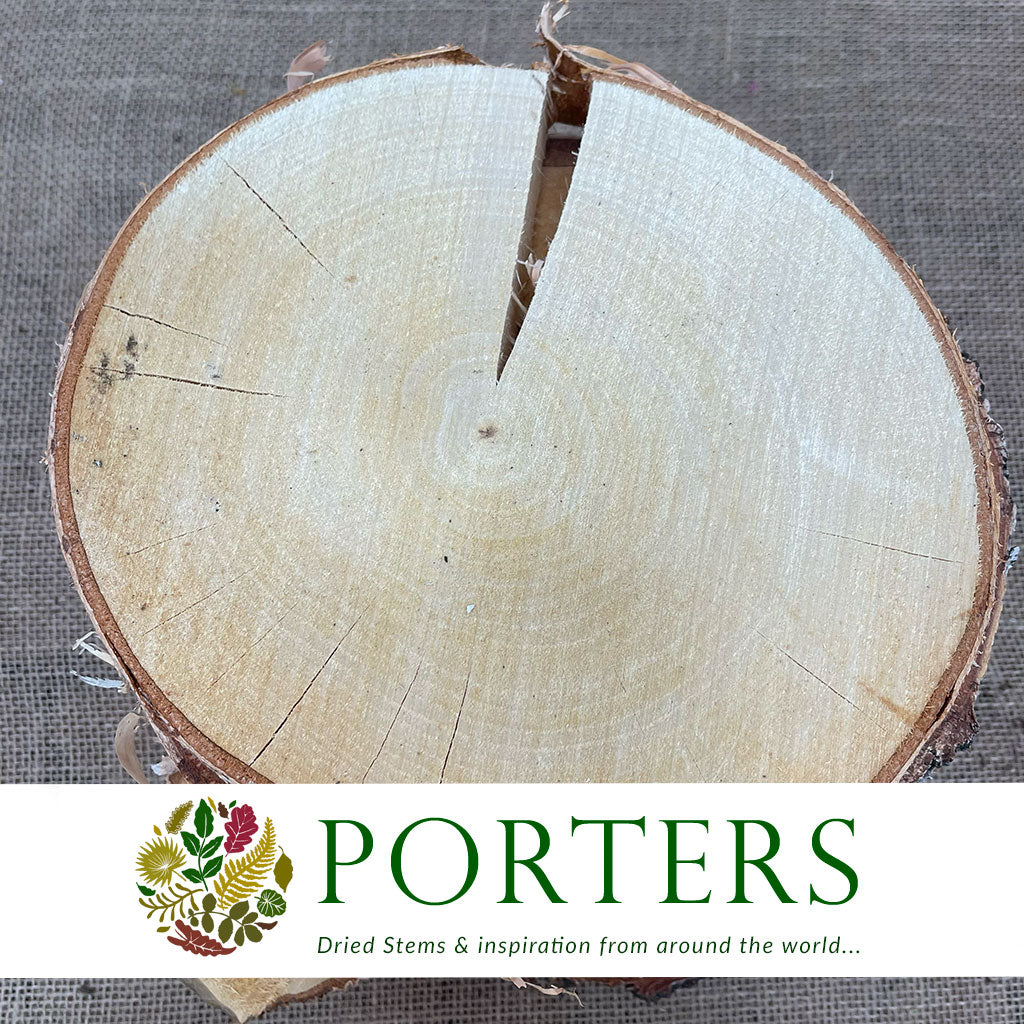 Birch &#39;Slices&#39; (Round) (DRY) (Various Sizes)