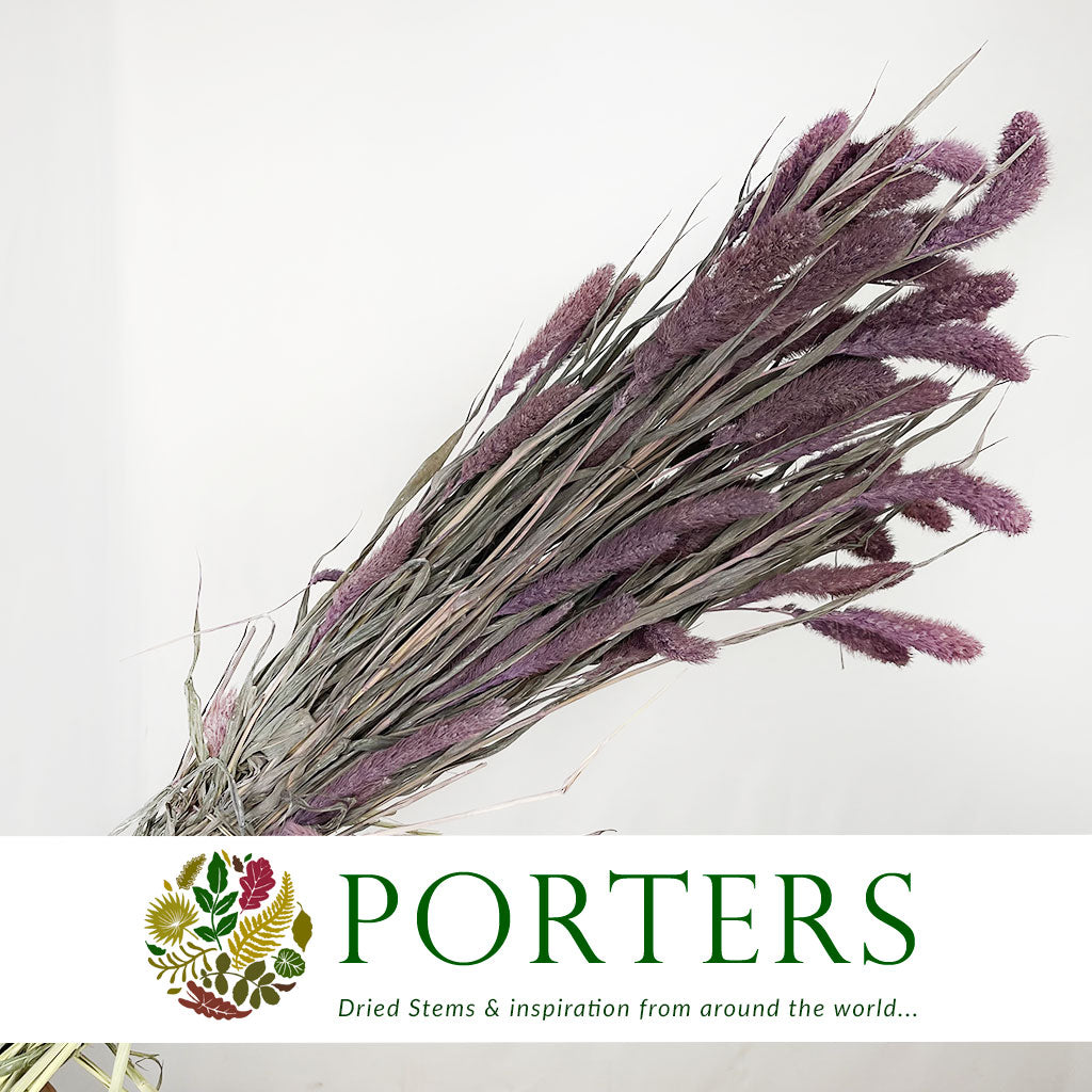 Grass &#39;Setaria&#39; (DRY) (Coloured) (Various)