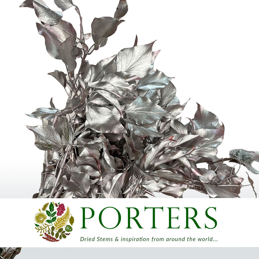 Ivy &#39;Foliage&#39; (Preserved &amp; Painted) (DRY) (Various Colours)