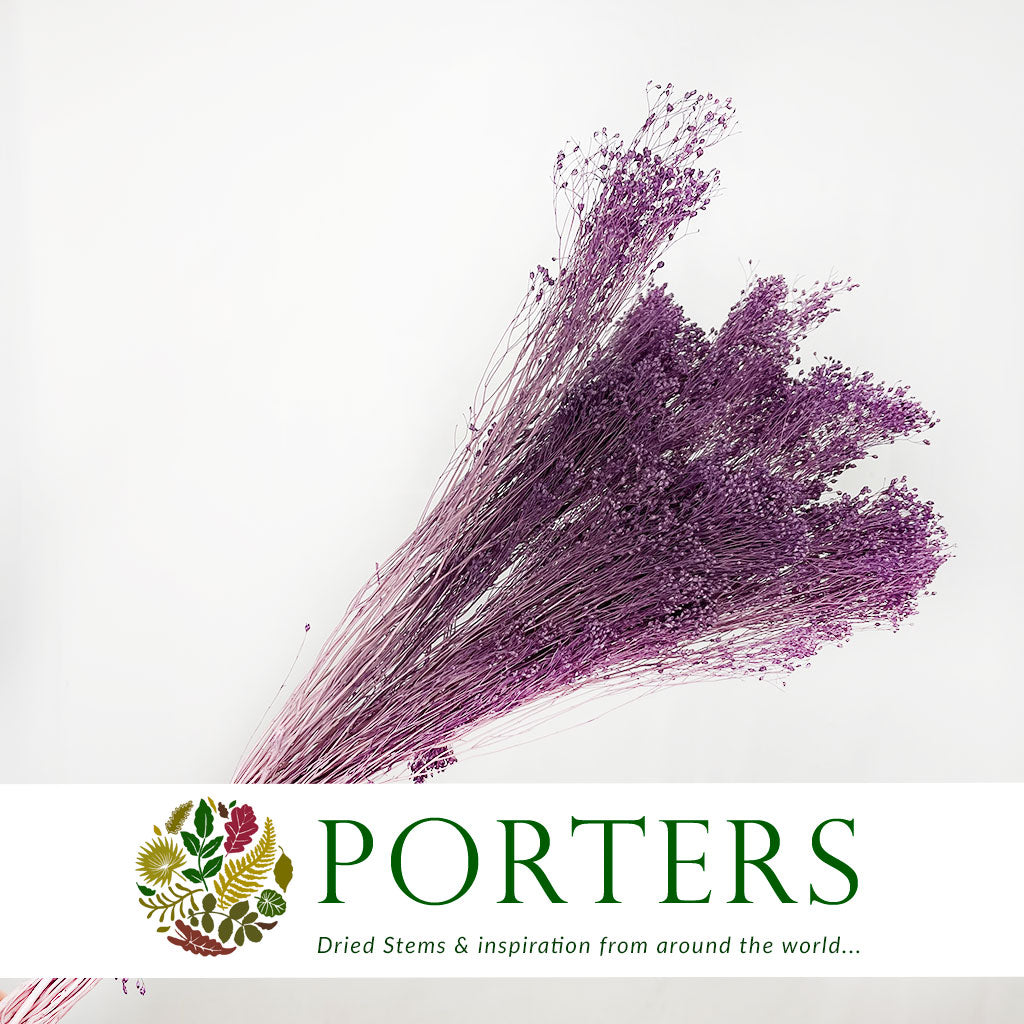 Broom &#39;Flower&#39; (Various Colours) (DRY) (100g)