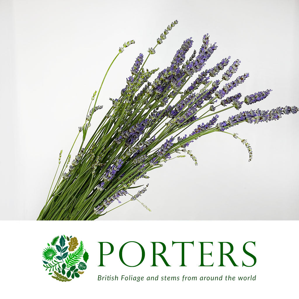 Lavender &#39;Angustifolia&#39; Italian (Various Sizes) 60cm