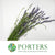 Lavender 'Angustifolia' Italian (Various Sizes) 60cm