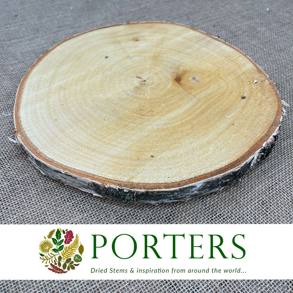 Birch &#39;Slices&#39; (Round) (DRY) (Various Sizes)