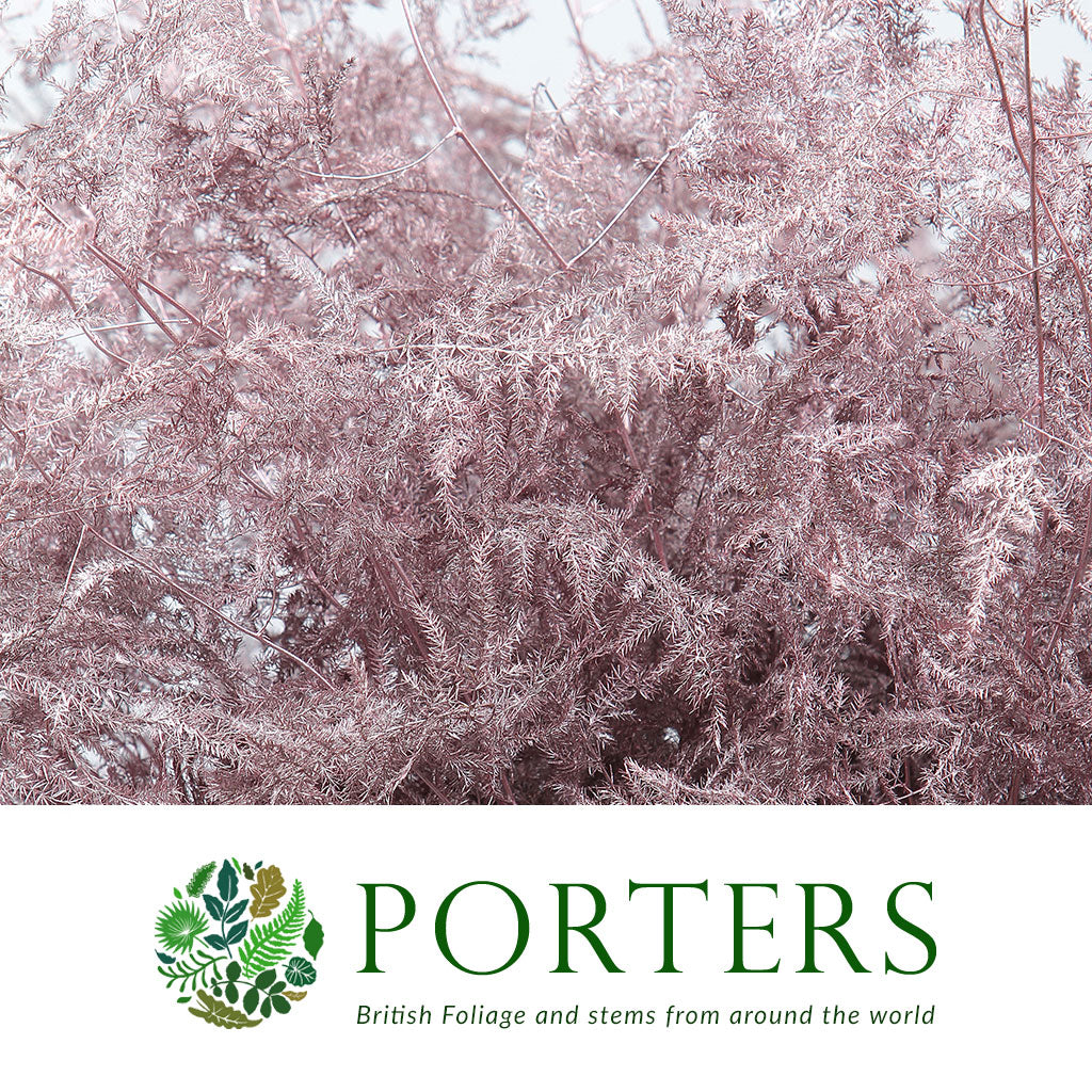 Fern 'Asparagus' (Painted) 65cm (Various Colours) (x50)