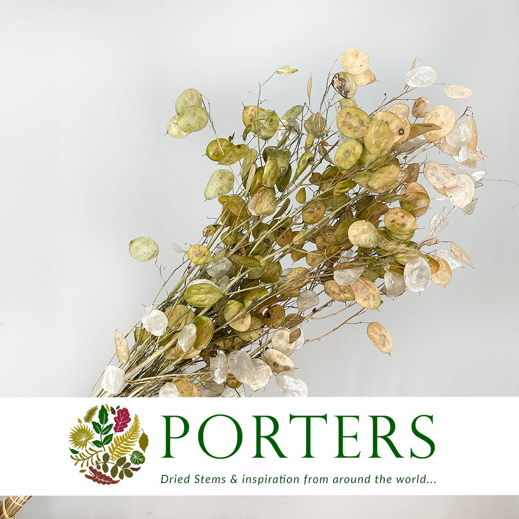 Lunaria (Natural) (DRY) (Various Sizes)