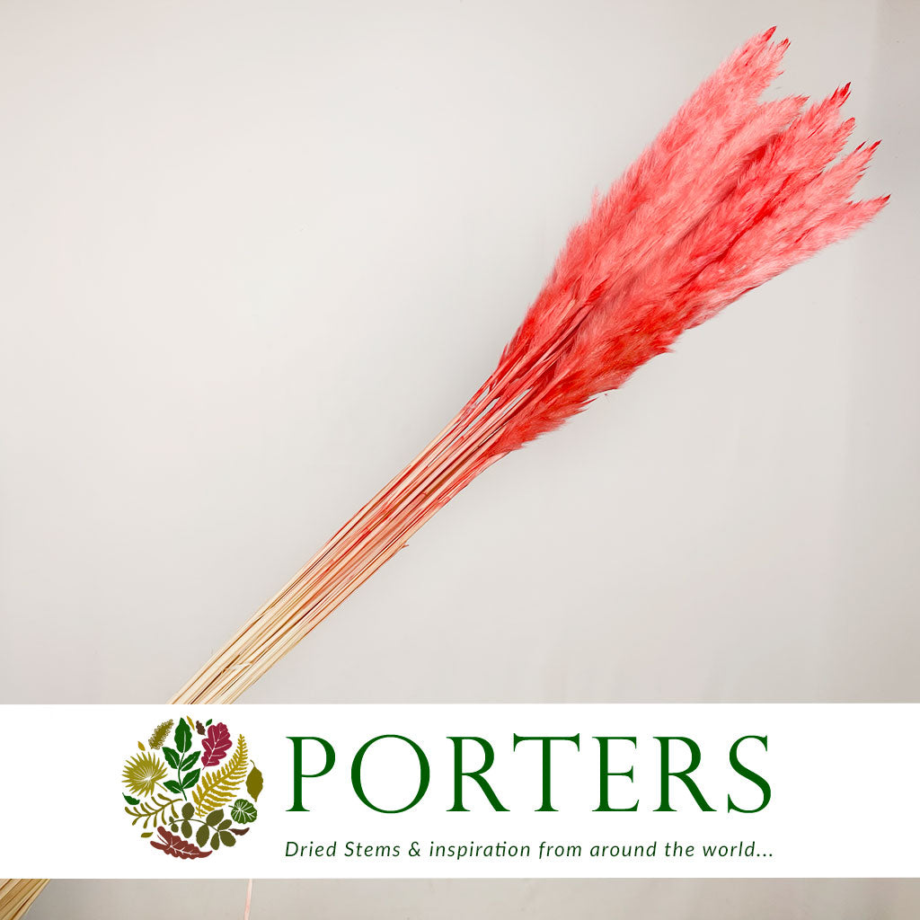 Grass 'Pampas' (Fluffy Baby) (Coloured) (DRY) (Various Sizes)