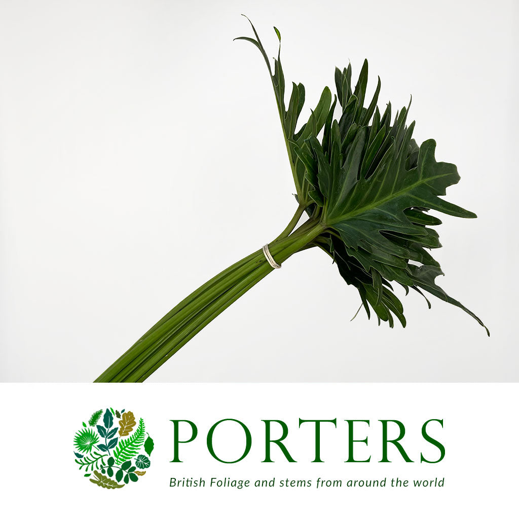 philodendron uk Philodendron Leaves 'Xantal' (Various Lengths)