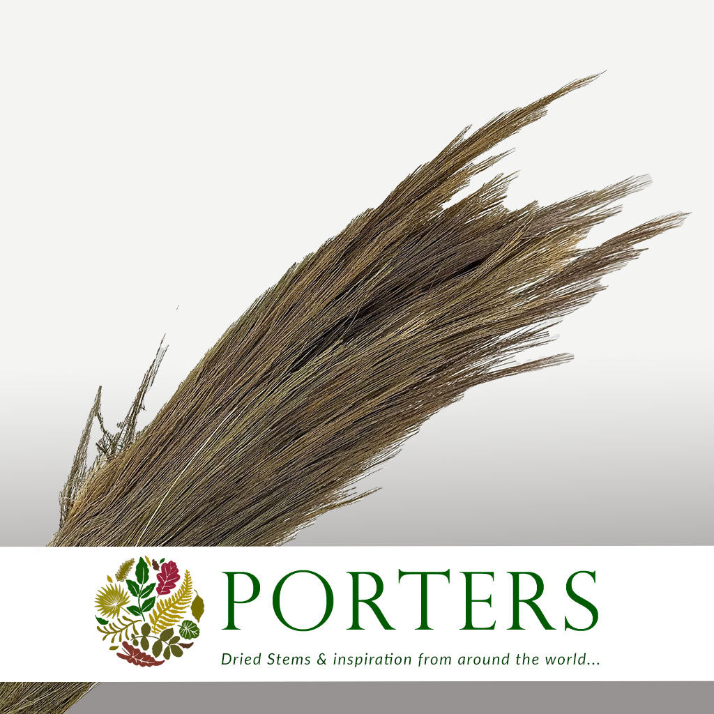 Grass &#39;Chinese Broom&#39; (DRY) (110cm)