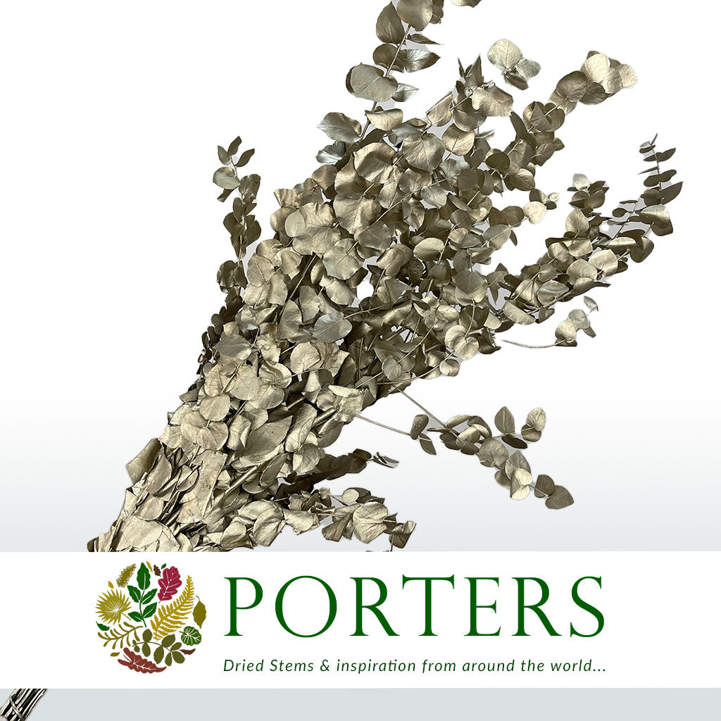 Eucalyptus 'Stuartiana' (Stabilised) (Painted) (DRY) (Various Colours)