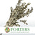 Eucalyptus 'Stuartiana' (Stabilised) (Painted) (DRY) (Various Colours)