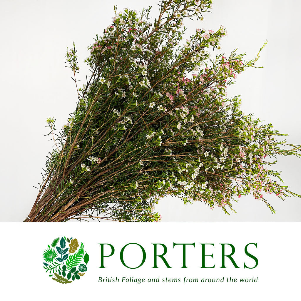 Wax Flower 'Sweet 16' (Various Lengths)