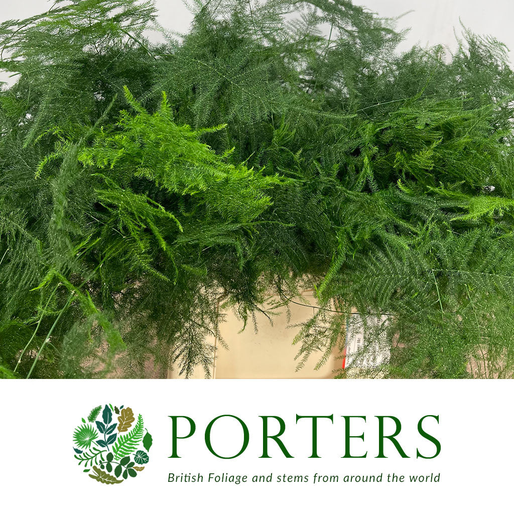 Fern 'Asparagus' (Various Lengths)