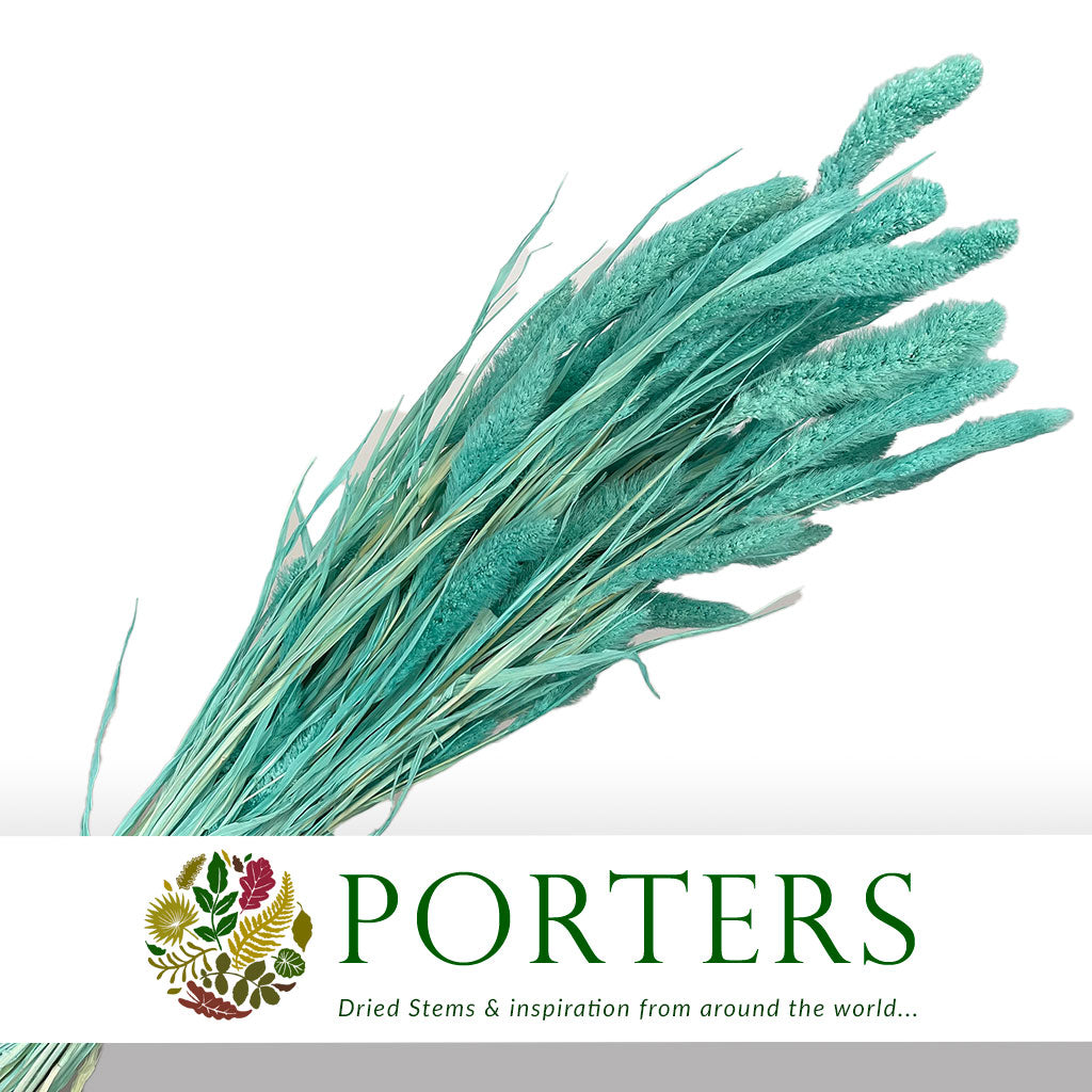 Grass &#39;Setaria&#39; (DRY) (Coloured) (Various)