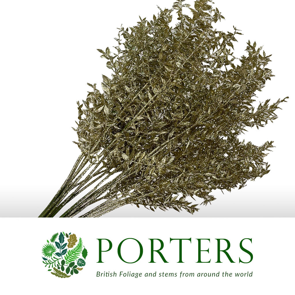 Ruscus 'Wild' (Painted & Glitter) (DRY) (x5)