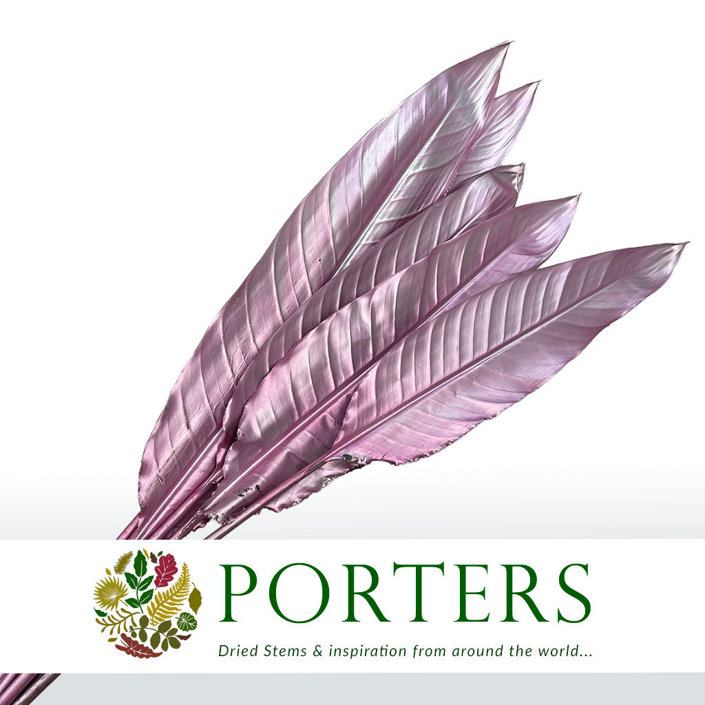 Strelitzia &#39;Leaves&#39; Painted (Various Colours) (x10)