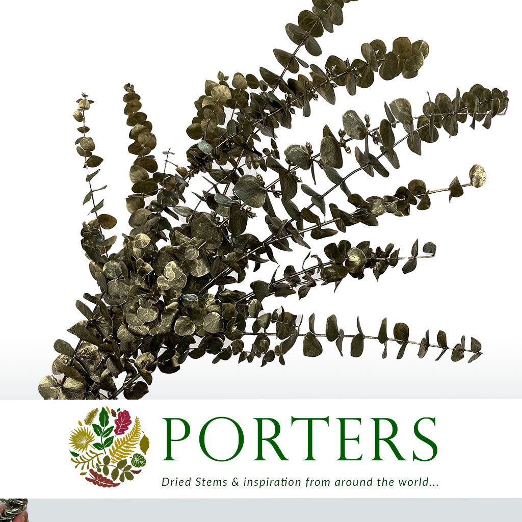 Eucalyptus 'Baby Blue' (Preserved & Painted) (DRY) (Various Colours)