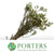 Wax Flower 'Crystal Pearl' (Various Lengths)