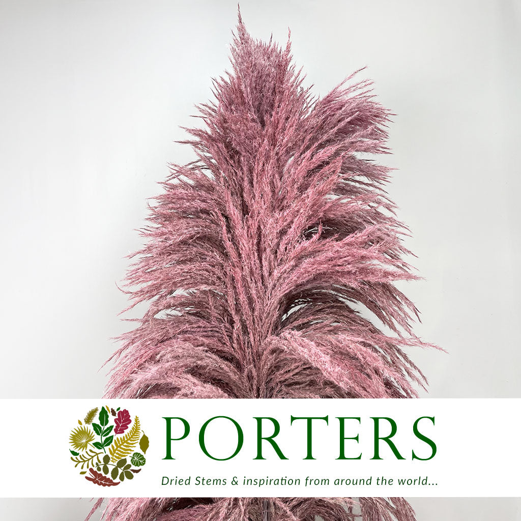 Grass &#39;Pampas&#39; (Sacuara) (Coloured) (DRY) (Various Sizes)