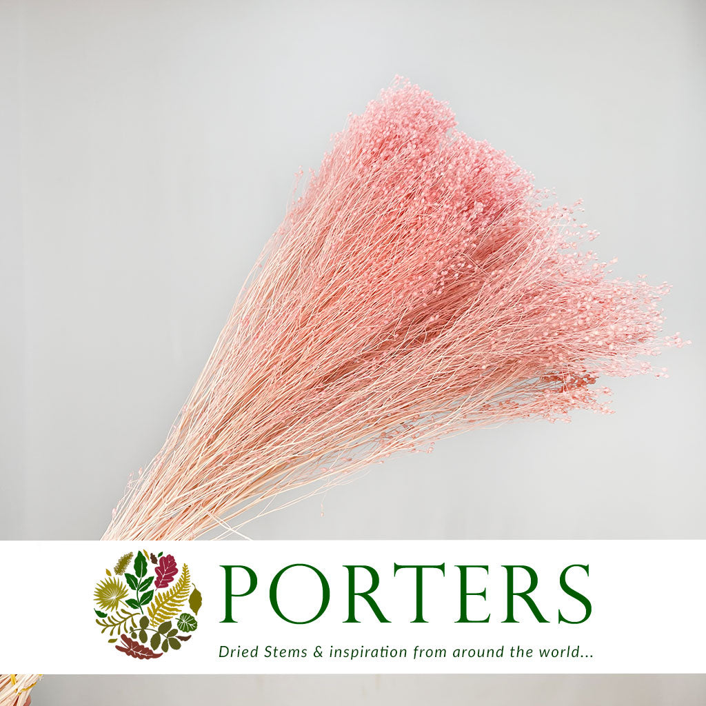 Broom &#39;Flower&#39; (Various Colours) (DRY) (100g)