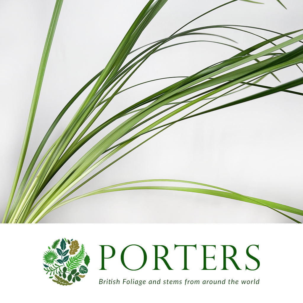 Lily Grass (Liriope Green) (Various Sizes)