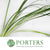 Lily Grass (Liriope Green) (Various Sizes)