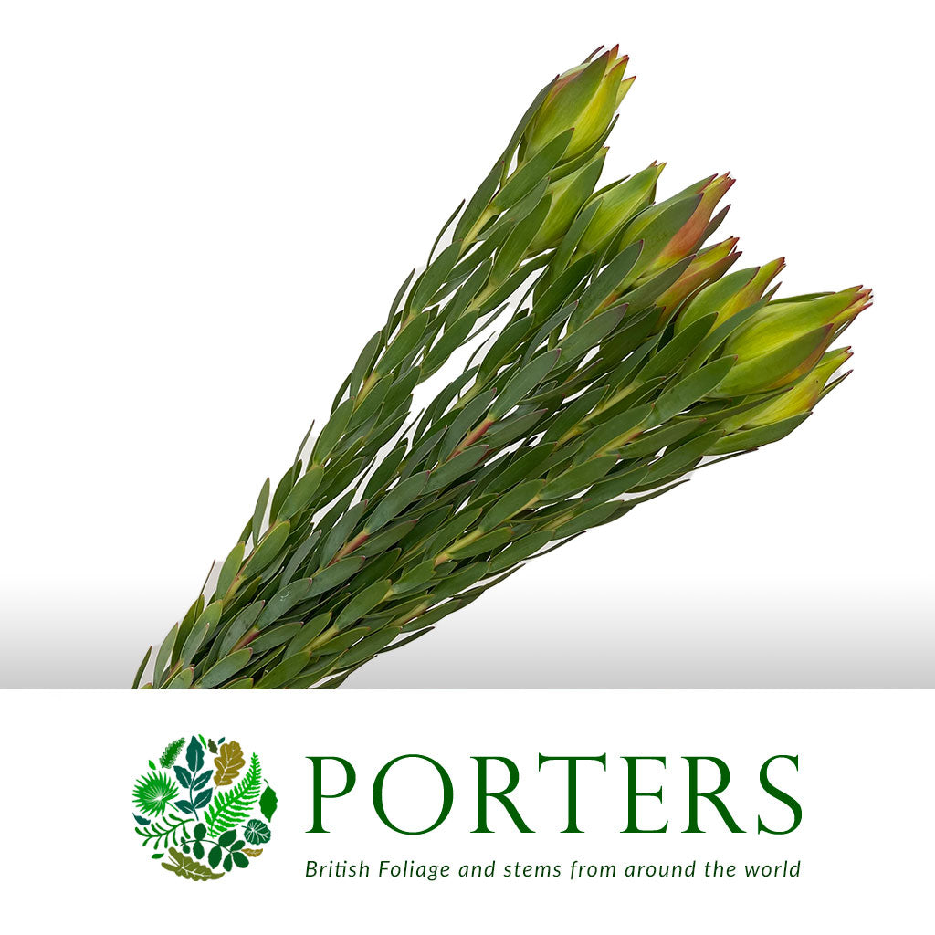 Leucadendron &#39;Procerum&#39; (Various Lengths)