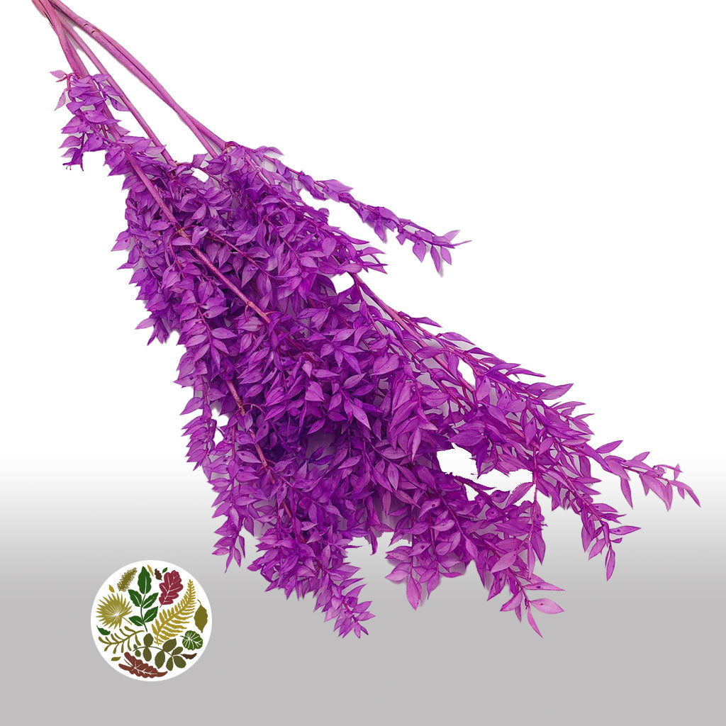 Ruscus 'Wild' (Coloured) (DRY) (x5)