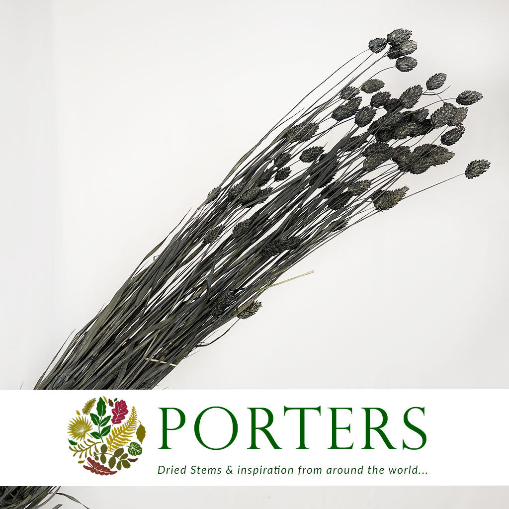 Grass 'Phalaris' (Painted) (DRY) (Various Colours)