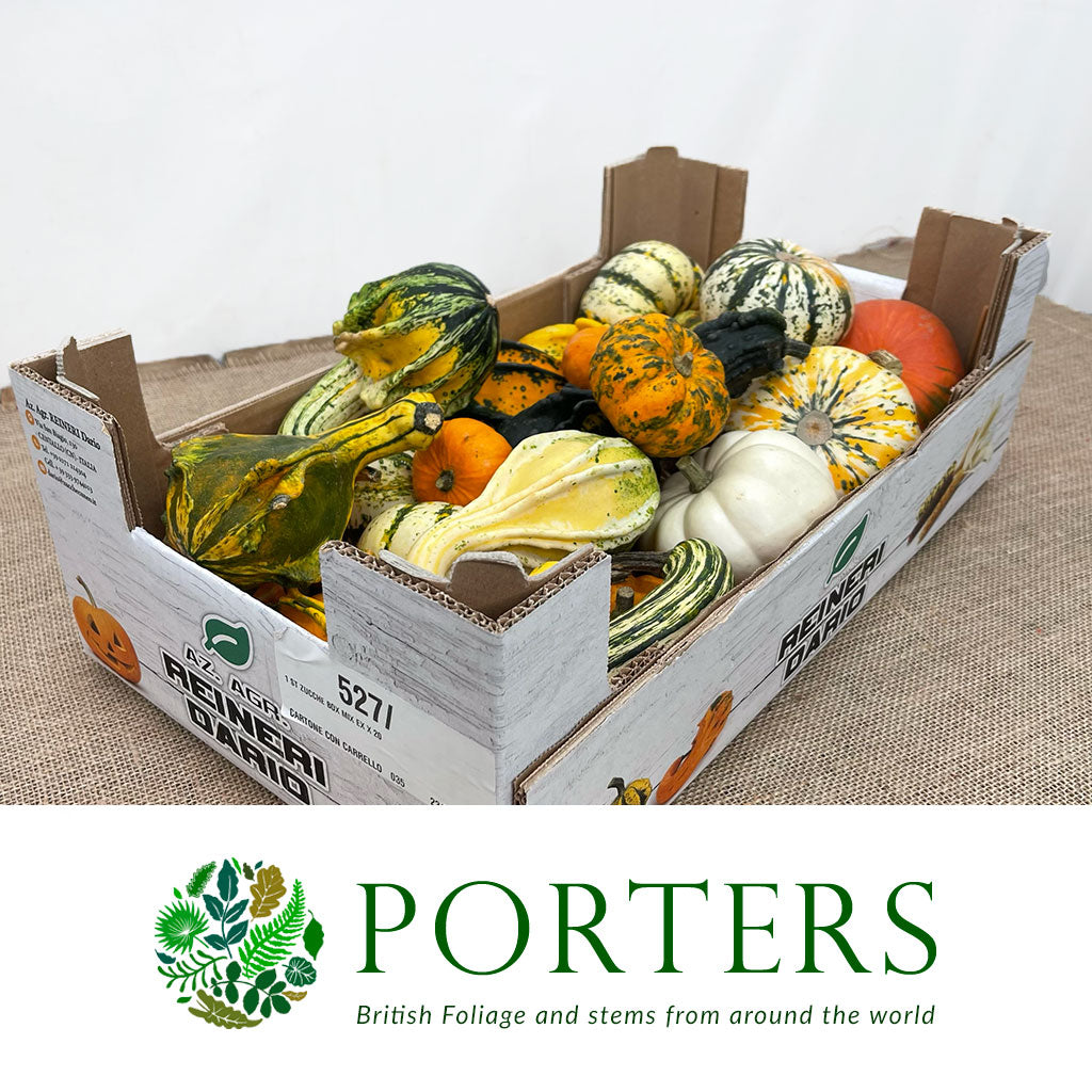 Gourds &#39;Mix Trays&#39; (Various Types)