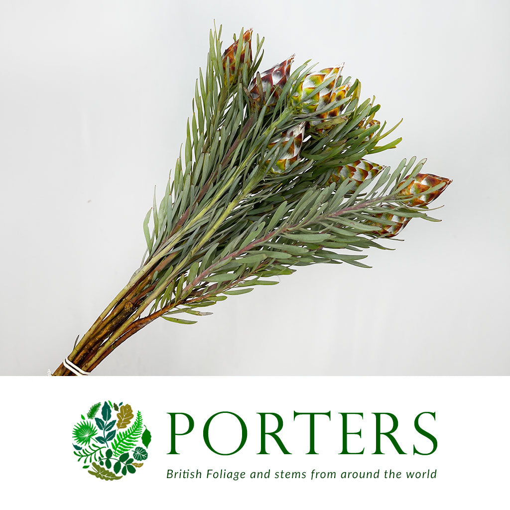 Leucadendron &#39;Plumosum Cones Rubrum&#39; (Various Lengths)