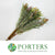 Leucadendron 'Plumosum Cones Rubrum' (Various Lengths)