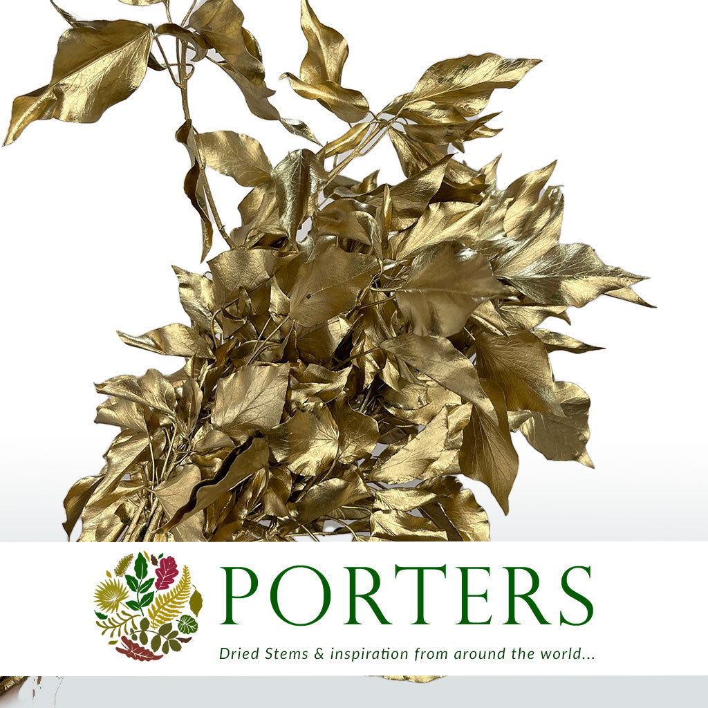 Ivy 'Foliage' (Preserved & Painted) (DRY) (Various Colours)