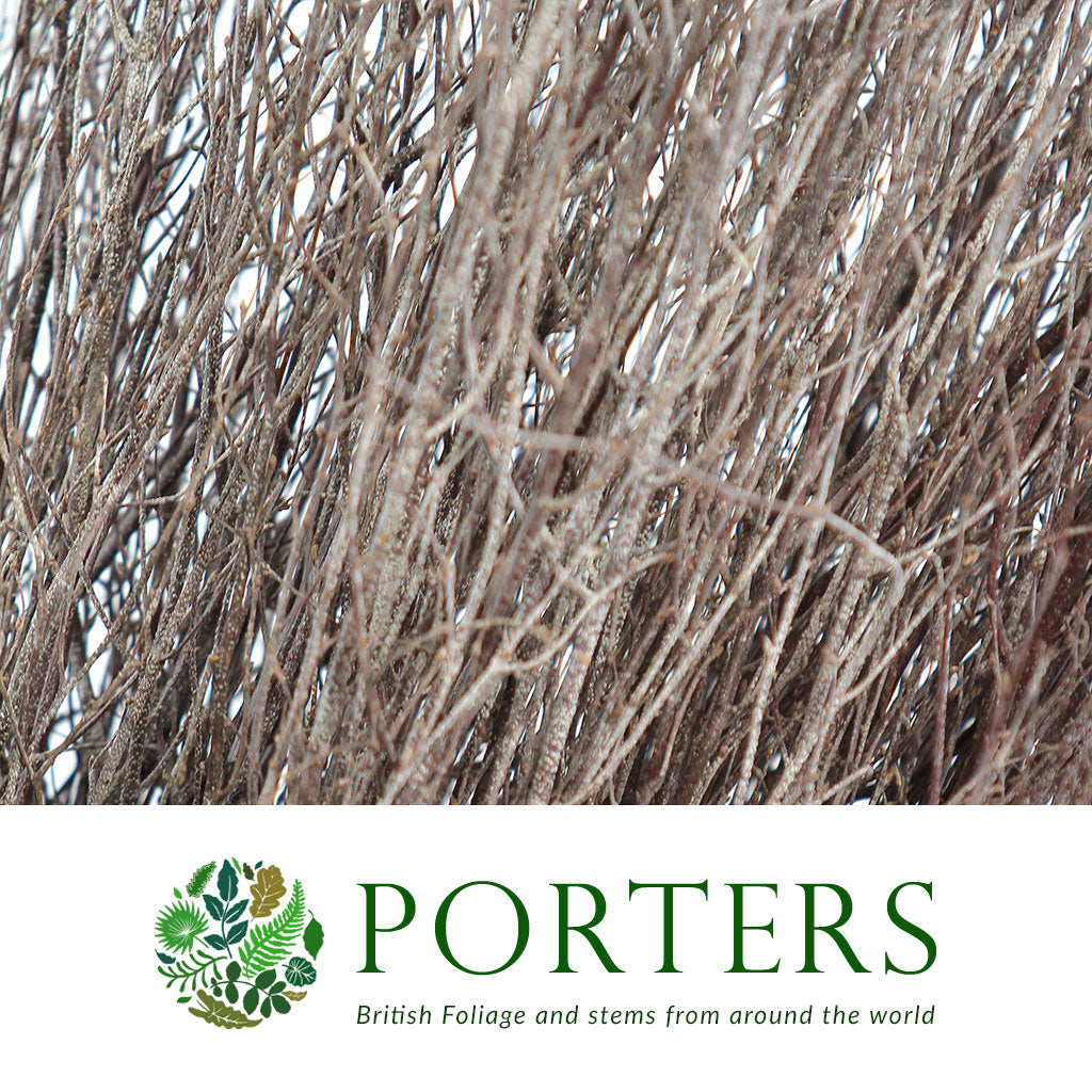 Betula (Birch) Twigs Fresh Natural 1.5m