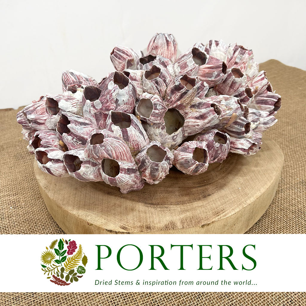 Shells 'Barnacles' (DRY) (Various Sizes)