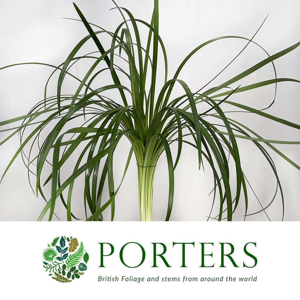 Lily Grass (Liriope Green) (Various Sizes)