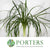 Lily Grass (Liriope Green) (Various Sizes)