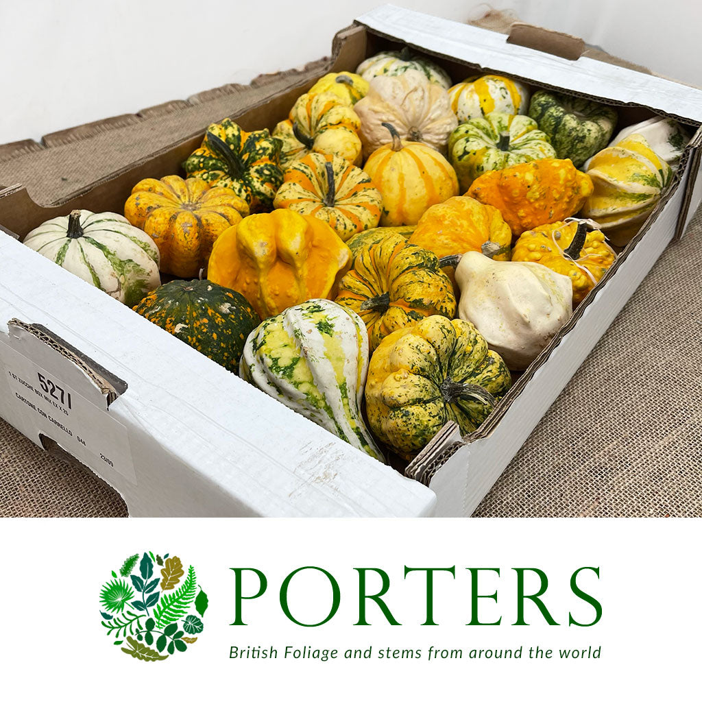Gourds &#39;Mix Trays&#39; (Various Types)