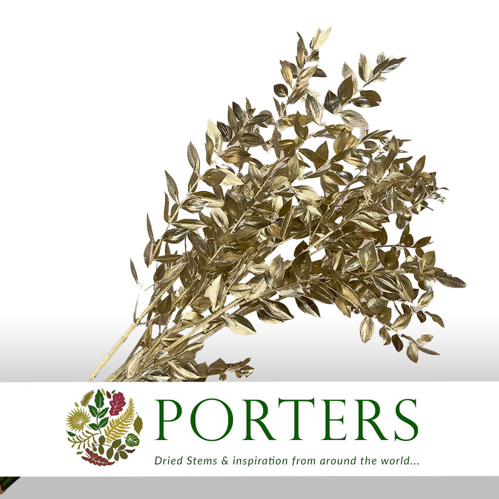 Ruscus 'Wild' (Coloured) (DRY) (x5)