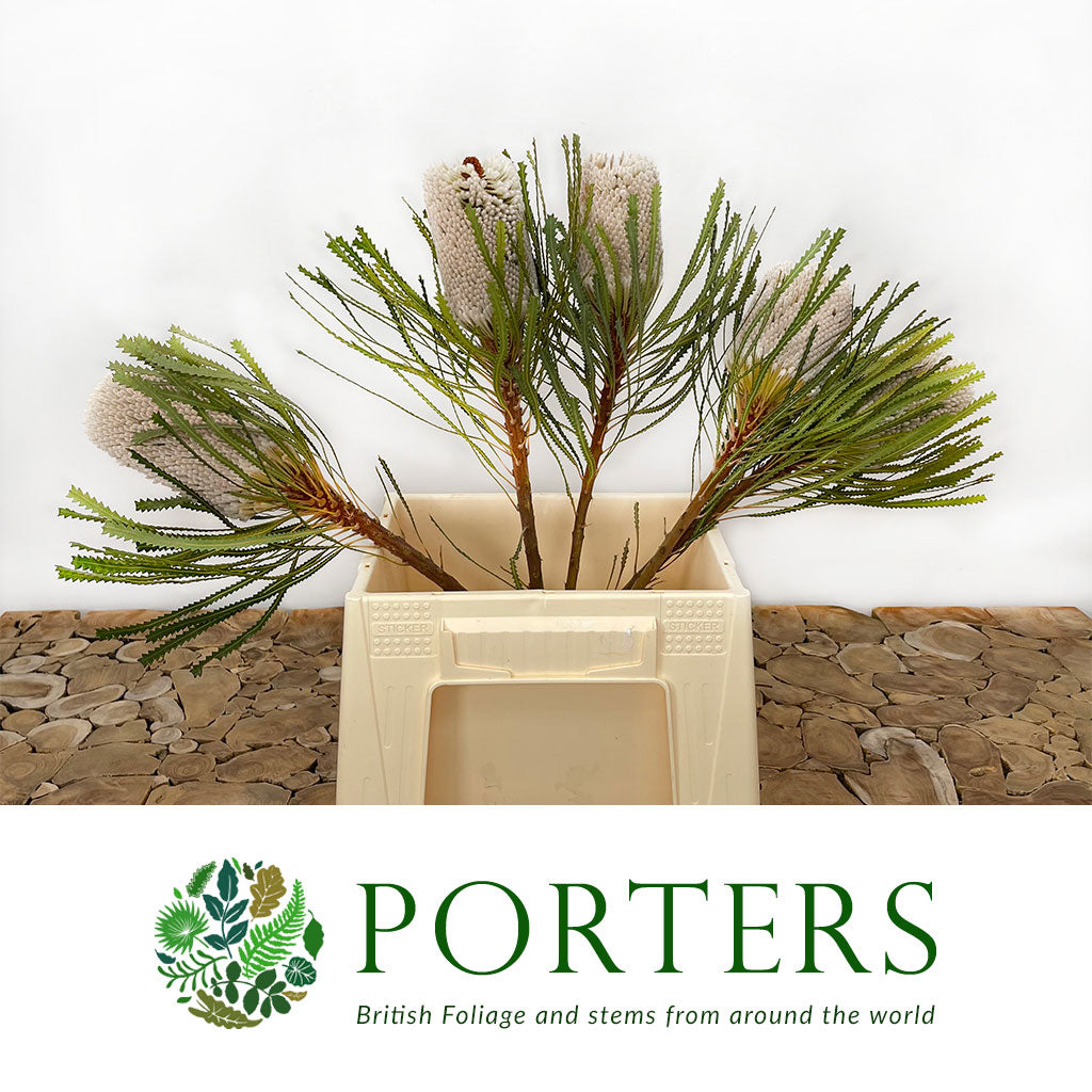 Protea &#39;Banksia&#39; (Prionotes) (Various Lengths)