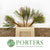 Protea 'Banksia' (Prionotes) (Various Lengths)