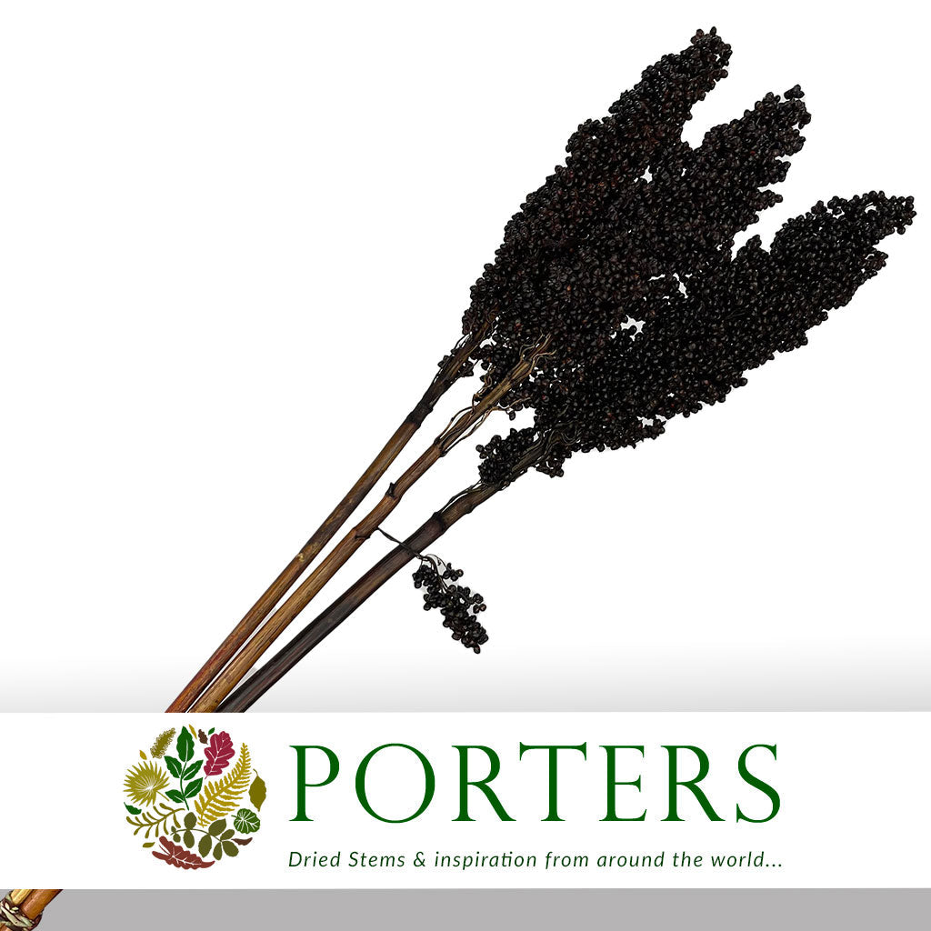 Grass 'Sorgum' (Painted) (DRY) (Various Colours) 70cm (x3)