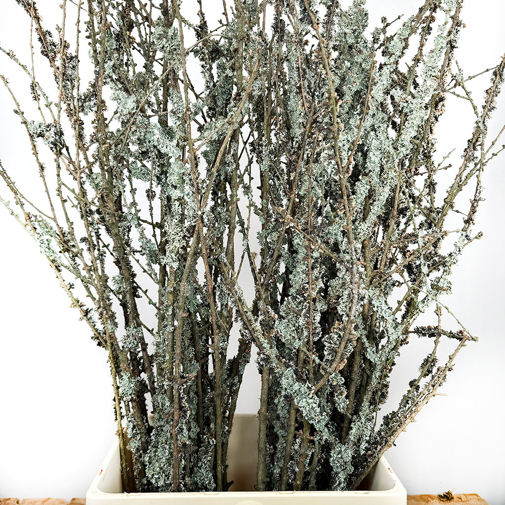 Lichen 'Twigs' (Cultivated) (Various Lengths)