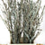 Lichen 'Twigs' (Cultivated) (Various Lengths)