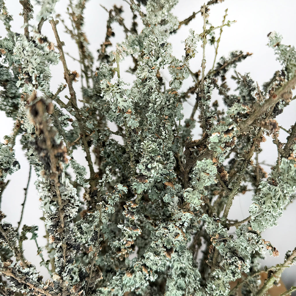 Lichen 'Twigs' (Cultivated) (Various Lengths)