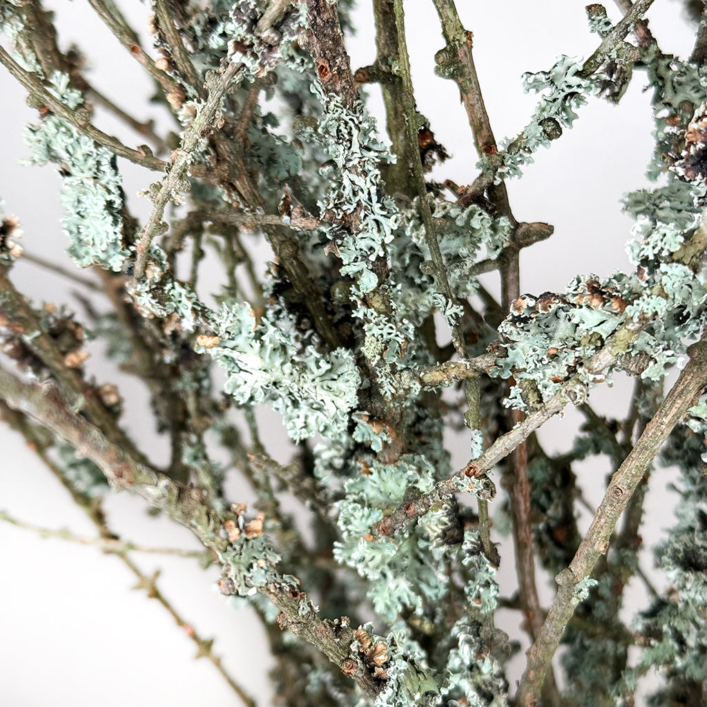 Lichen 'Twigs' (Cultivated) (Various Lengths)